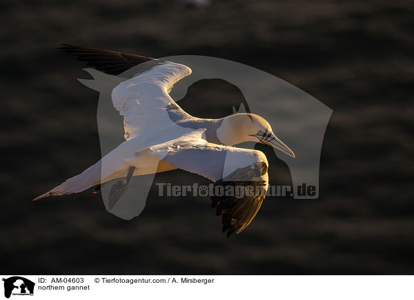 Basstlpel / northern gannet / AM-04603