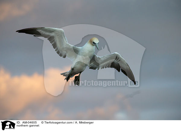 northern gannet / AM-04605