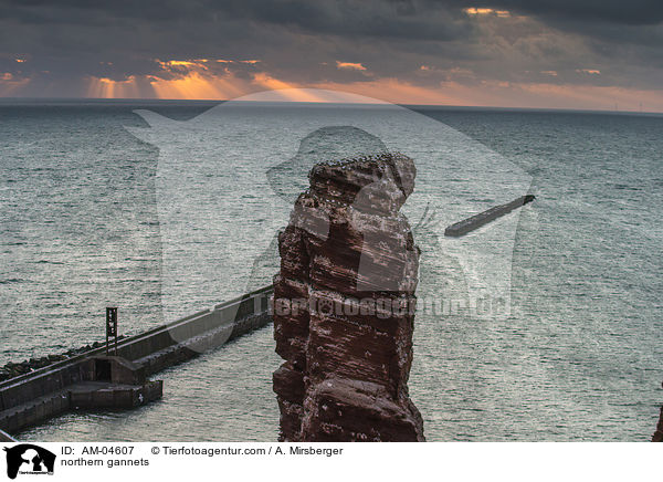 Basstlpel / northern gannets / AM-04607