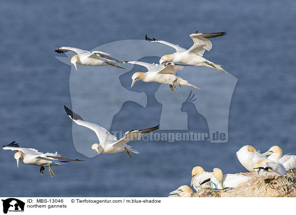 Basstlpel / northern gannets / MBS-13046