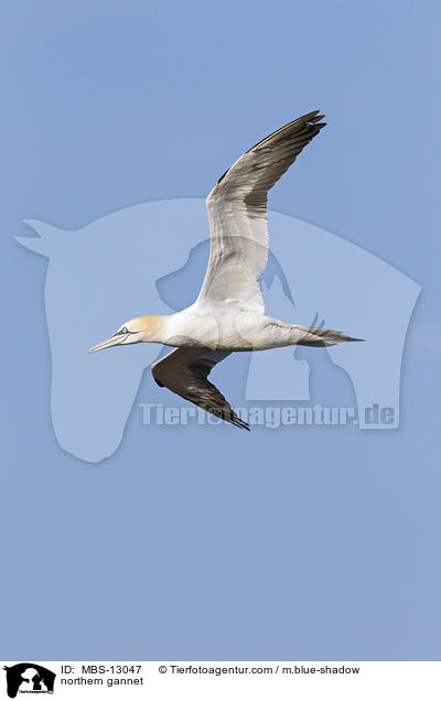 Basstlpel / northern gannet / MBS-13047