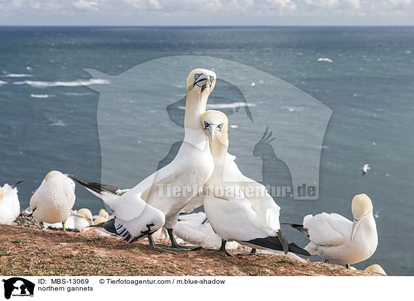 Basst�lpel / northern gannets / MBS-13069