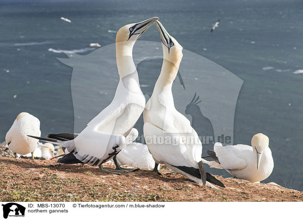 Basst�lpel / northern gannets / MBS-13070