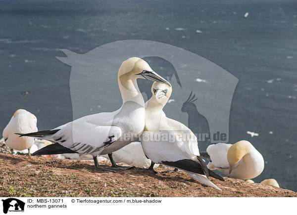 Basst�lpel / northern gannets / MBS-13071