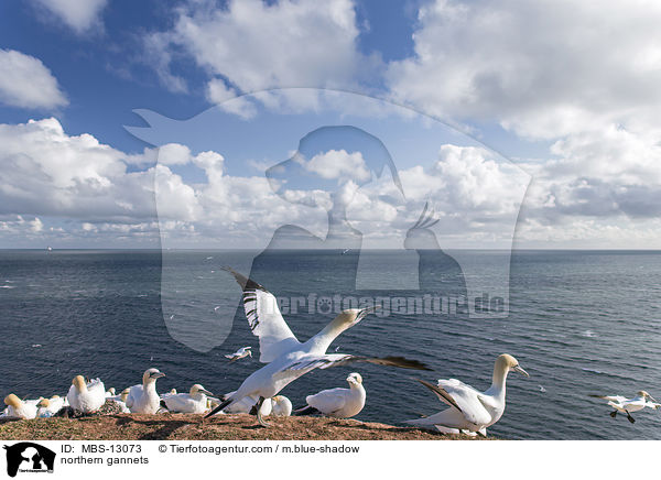 Basstlpel / northern gannets / MBS-13073