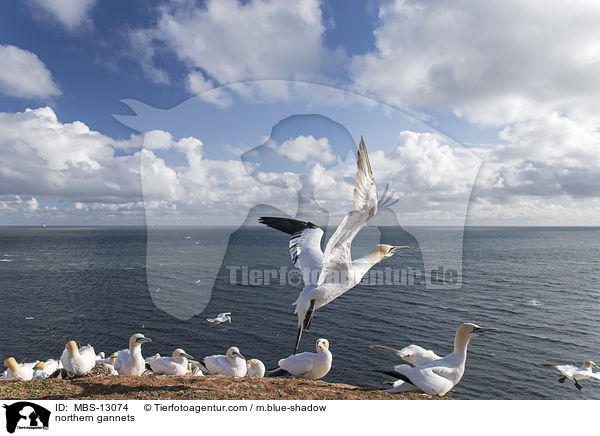 Basstlpel / northern gannets / MBS-13074