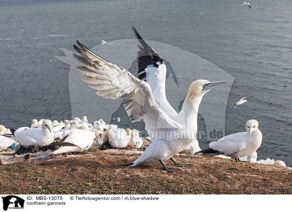 Basstlpel / northern gannets / MBS-13075