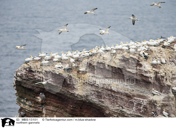 Basstlpel / northern gannets / MBS-13101