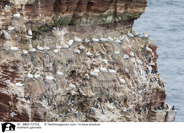 northern gannets / MBS-13102