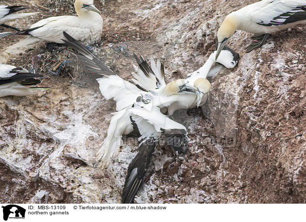 northern gannets / MBS-13109