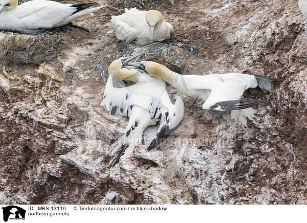 Basstlpel / northern gannets / MBS-13110