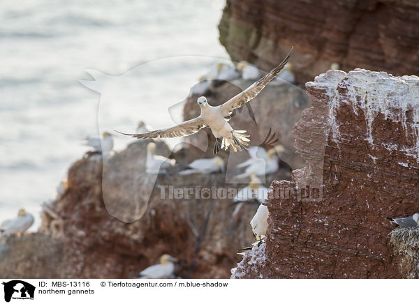 Basstlpel / northern gannets / MBS-13116