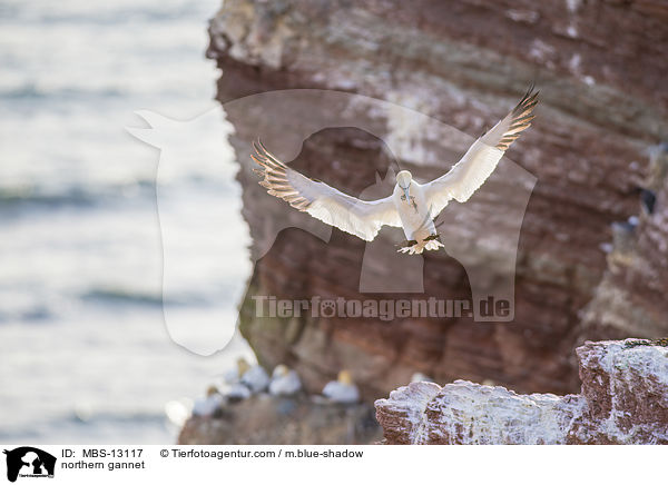 northern gannet / MBS-13117