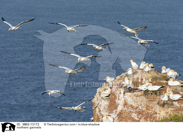 Basstlpel / northern gannets / MBS-13172