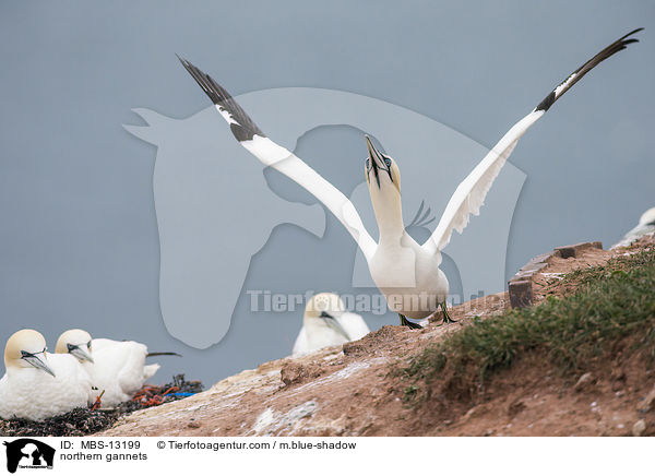 Basstlpel / northern gannets / MBS-13199