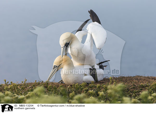 Basstlpel / northern gannets / MBS-13204