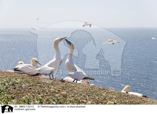 Basst�lpel / northern gannets / MBS-13210