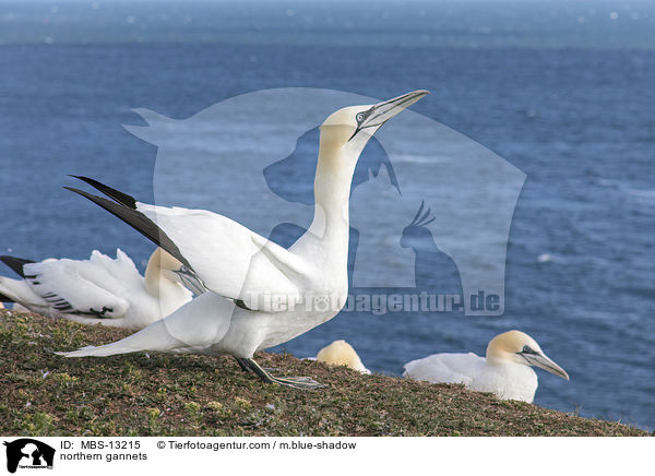 northern gannets / MBS-13215