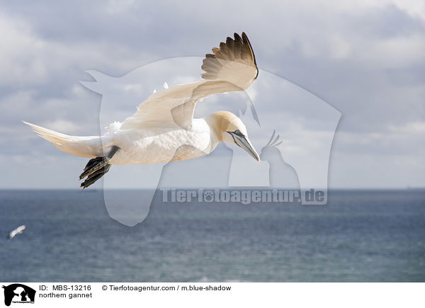 northern gannet / MBS-13216