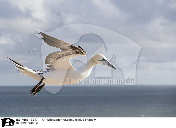 northern gannet / MBS-13217