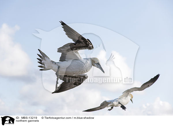 northern gannets / MBS-13219