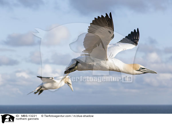 northern gannets / MBS-13221