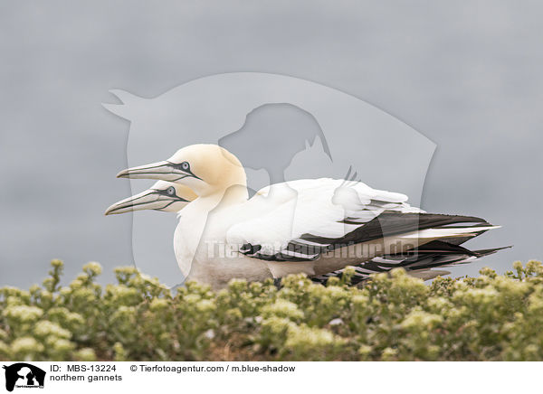 northern gannets / MBS-13224