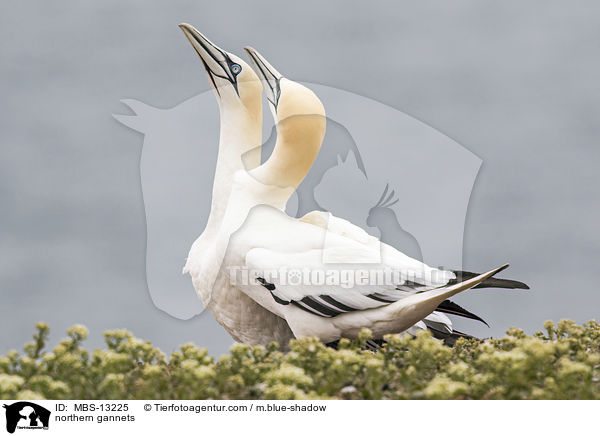 northern gannets / MBS-13225
