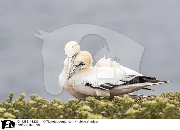northern gannets / MBS-13226