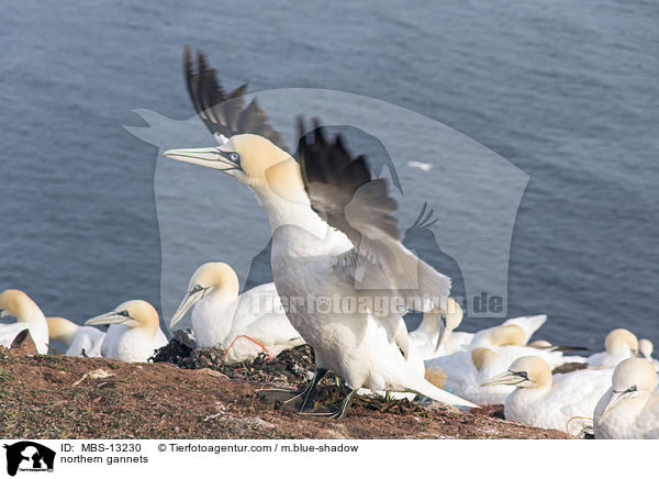 northern gannets / MBS-13230