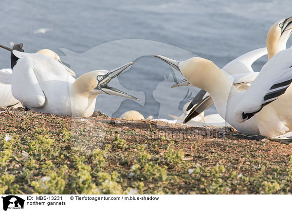 northern gannets / MBS-13231