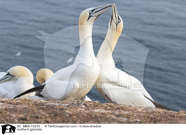 northern gannets / MBS-13233