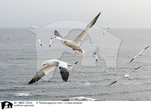 northern gannets / MBS-13234