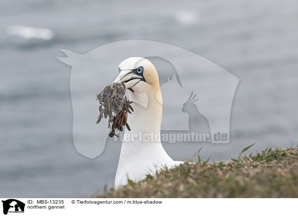 northern gannet / MBS-13235