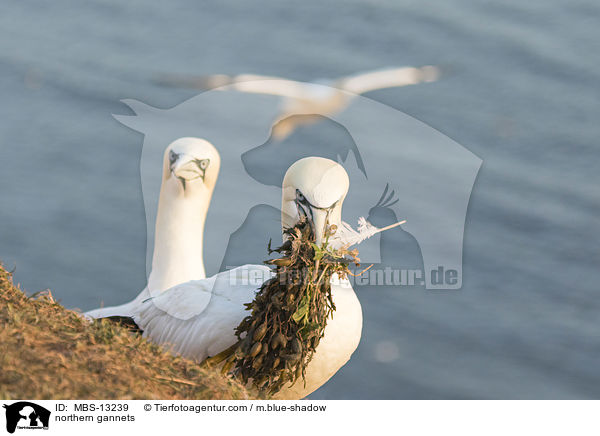 northern gannets / MBS-13239