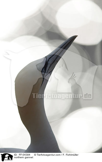 Basstlpel / northern gannet / FF-04384