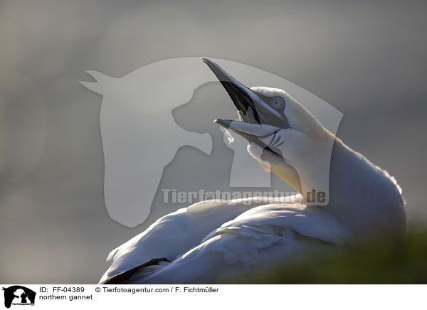 Basstlpel / northern gannet / FF-04389