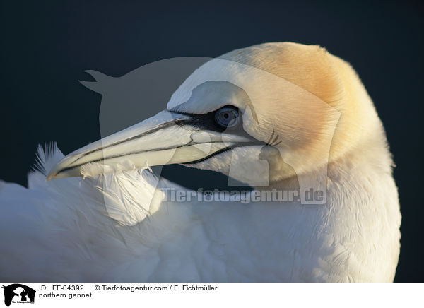 northern gannet / FF-04392