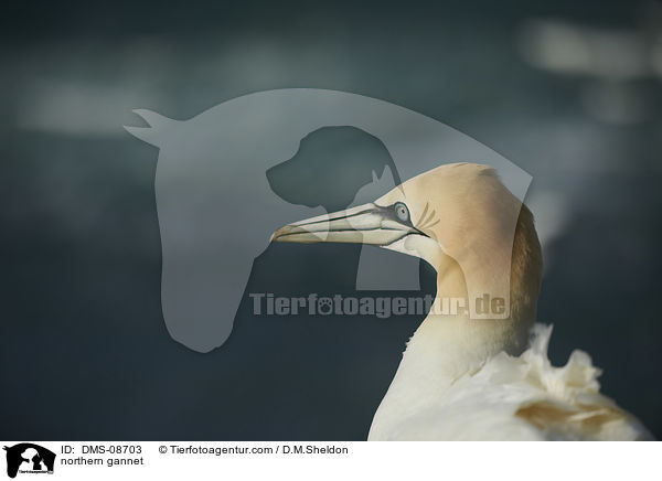 northern gannet / DMS-08703