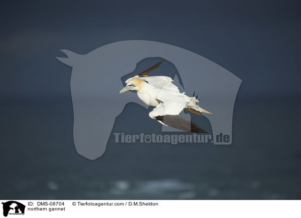 Basstlpel / northern gannet / DMS-08704