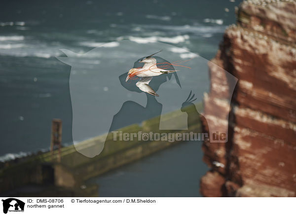 Basstlpel / northern gannet / DMS-08706