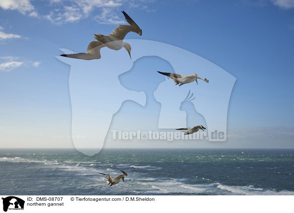 northern gannet / DMS-08707
