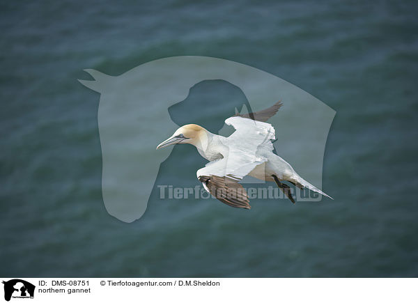 Basstlpel / northern gannet / DMS-08751