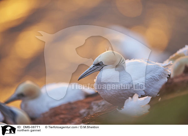 Basstlpel / northern gannet / DMS-08771