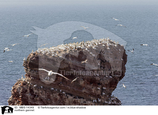 Basstlpel / northern gannet / MBS-14349