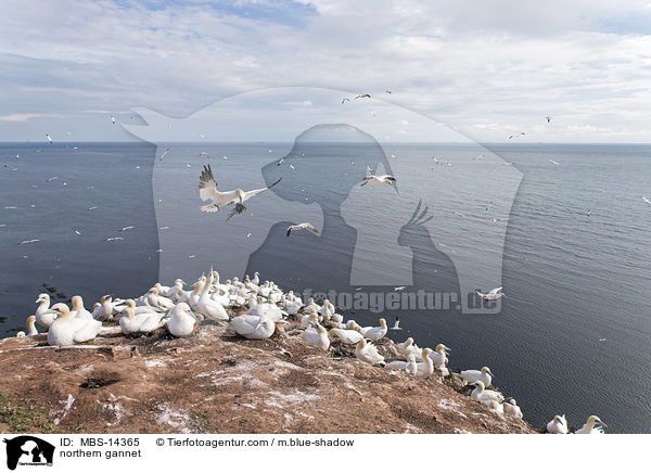 Basstlpel / northern gannet / MBS-14365