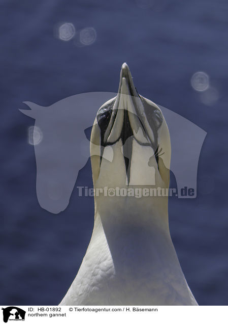 northern gannet / HB-01892