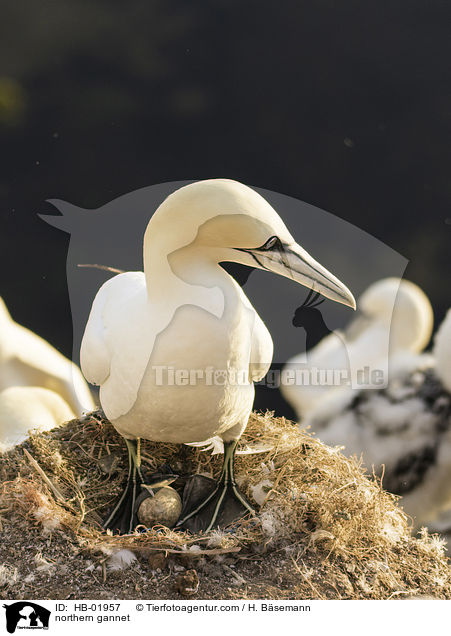 Basstlpel / northern gannet / HB-01957