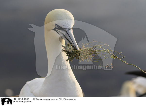 Basstlpel / northern gannet / HB-01961