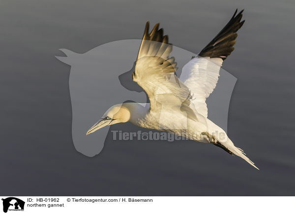 northern gannet / HB-01962